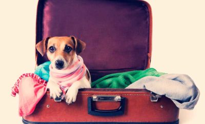 Traveling to/from Puerto Vallarta with pets