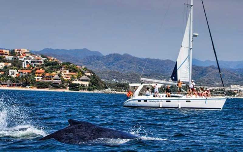 Whale Watching in Puerto Vallarta