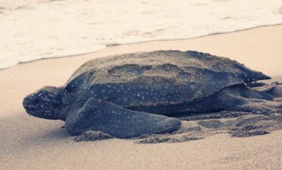 Summertime is Turtle Time in Puerto Vallarta